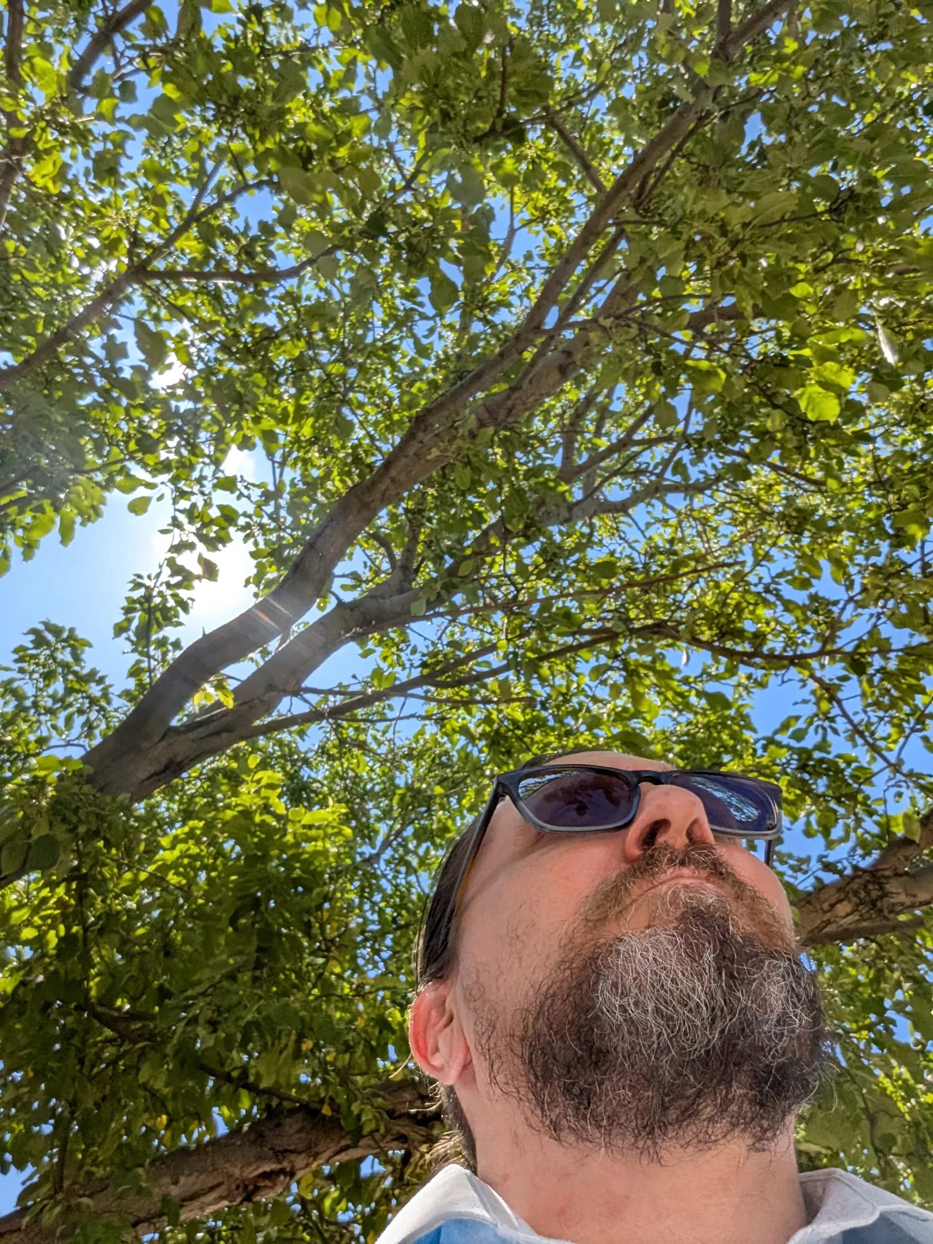 trees