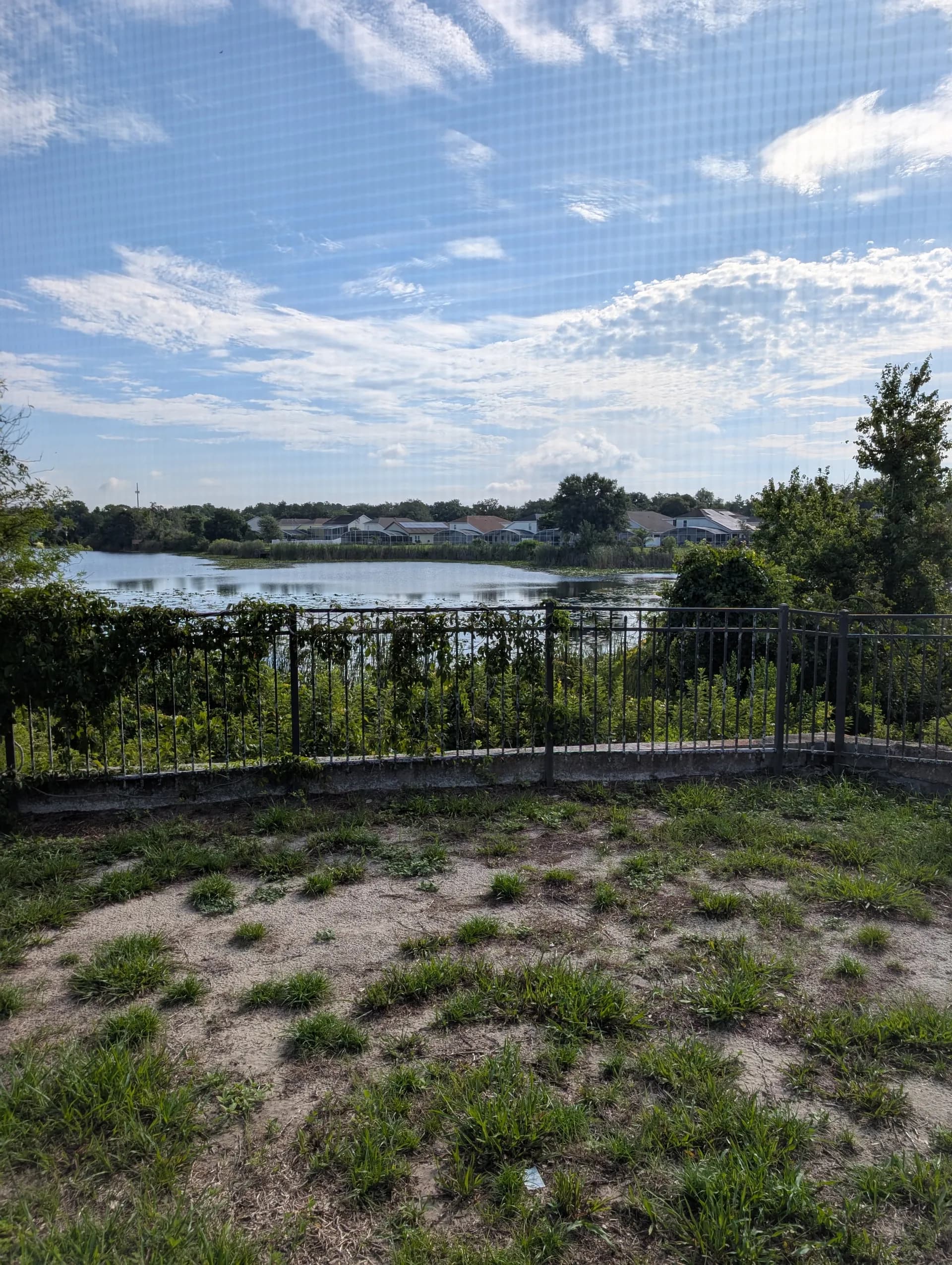 gators