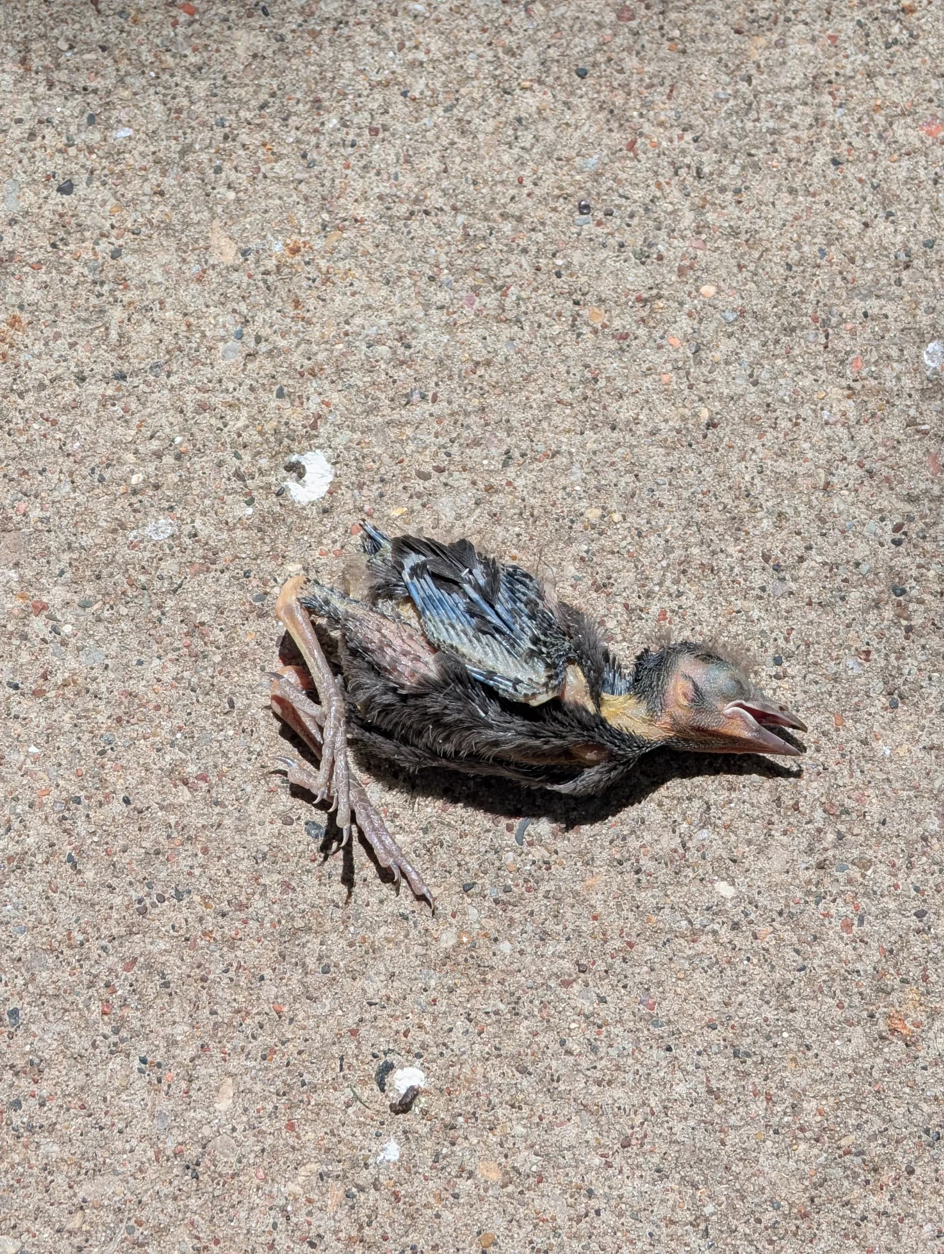 bird
